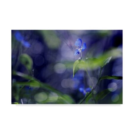 Trademark Fine Art Incredi 'Bc Once Upon A Morning' Canvas Art, 22x32 ALI35918-C2232GG